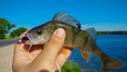 Мінське море або Заславське водосховище