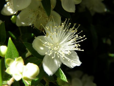 Myrt (100 fotografii) cum să aibă grijă de o floare în cameră