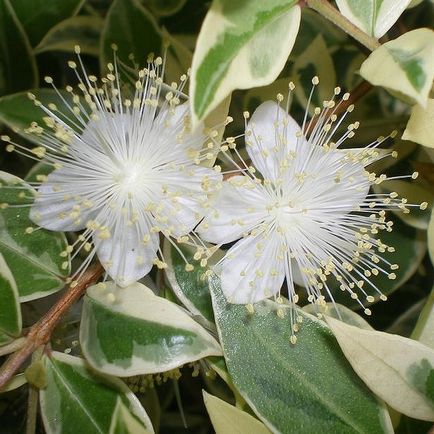 Myrt (100 fotografii) cum să aibă grijă de o floare în cameră