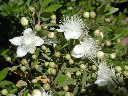 Myrt (100 fotografii) cum să aibă grijă de o floare în cameră