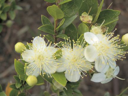 Myrt (100 fotografii) cum să aibă grijă de o floare în cameră