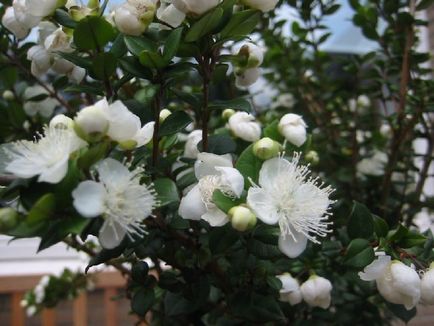 Myrt (100 fotografii) cum să aibă grijă de o floare în cameră