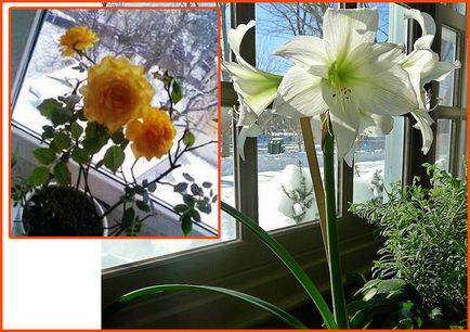Lumea în floare - un site despre flori de interior și de grădină - lumea în floare - un site despre plante de apartament și