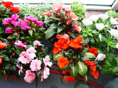 Lumea în floare - un site despre flori de interior și de grădină - lumea în floare - un site despre plante de apartament și