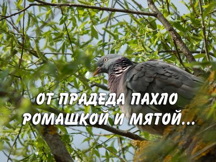 Світ в цвету - сайт про кімнатних і садових кольорах - світ в кольорі - сайт про кімнатні рослини і