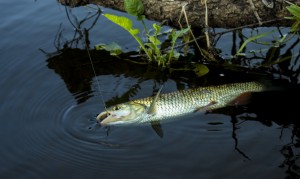 Monofilament linie de pescuit sau cablul împletit, care este mai bine pentru spin ultra-ușoară