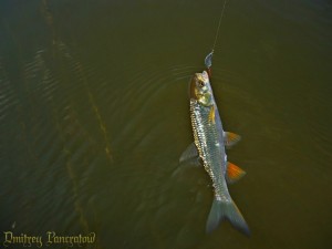 Monofilament linie de pescuit sau cablul împletit, care este mai bine pentru spin ultra-ușoară