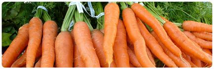 Морква - сорти, вирощування, строки та схема посіву