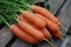 Sucurile de morcov cresc, cresc o grădină!