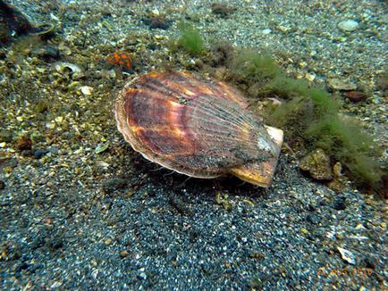 Scallop, blogul pustnicului