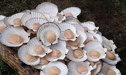 Scallop, blogul pustnicului