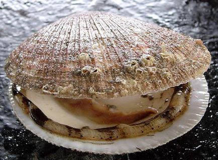 Scallop, blogul pustnicului