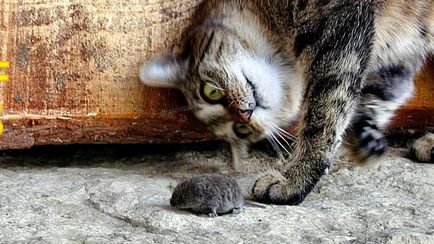 Чи може кішка боятися мишей, навколо кота