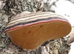 Чи можна їсти деревні гриби здоров'я newsland - коментарі, дискусії та обговорення новини