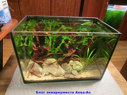 Nano acvariu ceea ce sunt ca să începeți și de îngrijire, blog aquarist