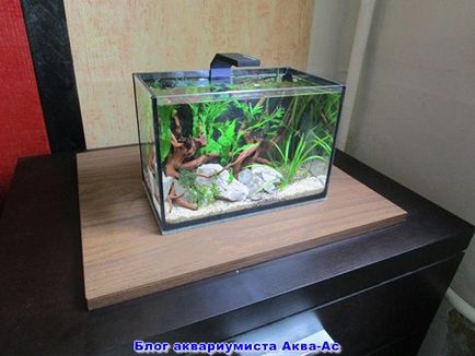 Nano acvariu ceea ce sunt ca să începeți și de îngrijire, blog aquarist