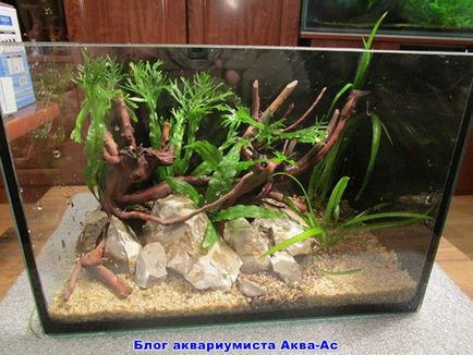 Nano acvariu ceea ce sunt ca să începeți și de îngrijire, blog aquarist