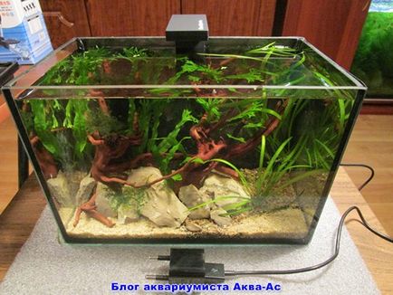 Nano acvariu ceea ce sunt ca să începeți și de îngrijire, blog aquarist