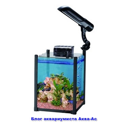 Nano acvariu ceea ce sunt ca să începeți și de îngrijire, blog aquarist