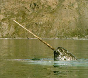 Narwhal (unicorn), balene (cetacee)