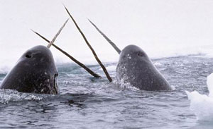 Narwhal (unicorn), balene (cetacee)