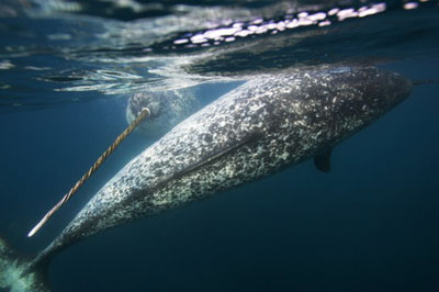 Narwhal (unicorn), balene (cetacee)