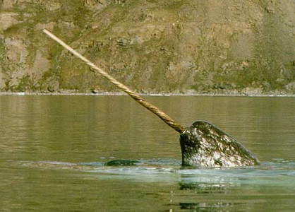 Narwhal - un animal de mare cu corn