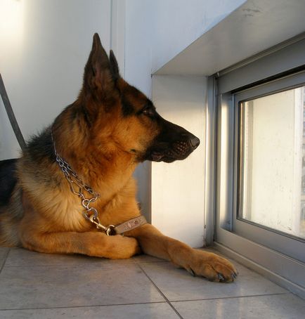 Câine ciobanesc german plus și minus de rasă, fotografie și video