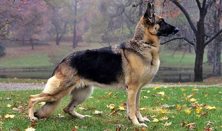 Câine ciobanesc german plus și minus de rasă, fotografie și video