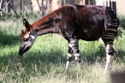 Puțin despre girafe