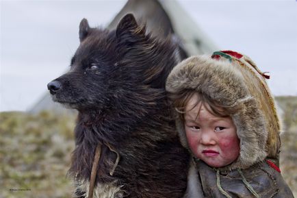 Nenets coji de ren, lumea animalelor de câini, pisici, cai etc.