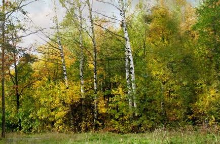 Parcul forestier Nevsky