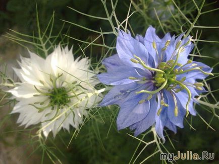 Nigella - fata din verdeață a jurnalului grupului - în grădină, în grădina grupului - rețeaua socială de sex feminin