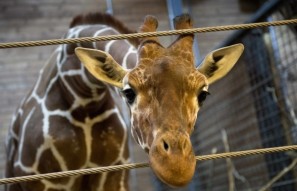 Mykolaiv Zoo 1