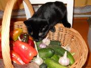 Pisica are nevoie de alimente legume, animale de companie?