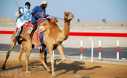 UAE teve faj vagy félig én országomat egy teve