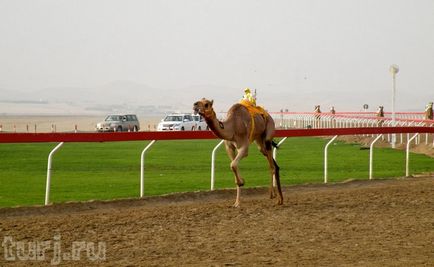 Oae rasă pe cămile sau jumătate împărăție pentru o cămilă