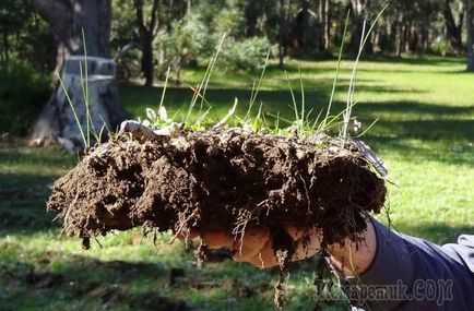 Dezinfecția solului împotriva infecțiilor fungice