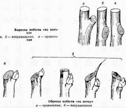 Обрізка персика восени, її мета і технології фото і відео