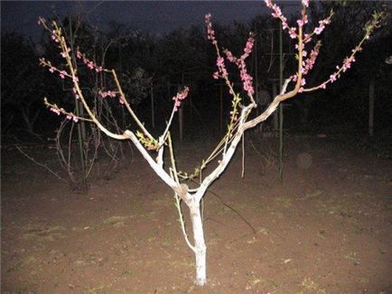 Обрізка персика восени, її мета і технології фото і відео