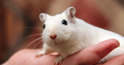 Vom construi un gerbil de locuit, ziar