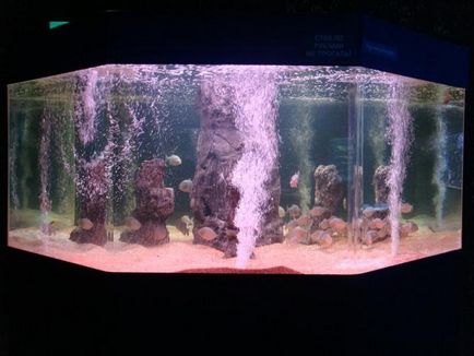 Aranjament de selecție de fotografii și decorațiuni video acvariu, pește de acvariu
