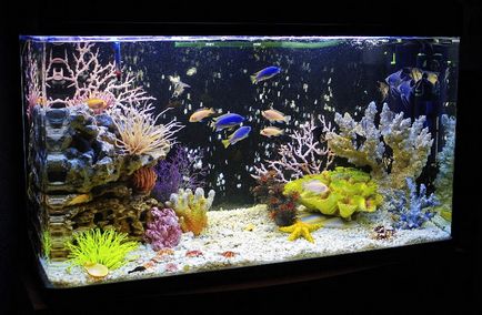 Acorduri de acvariu de fotografii și decorațiuni video, pește de acvariu