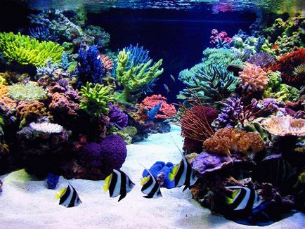 Acorduri de acvariu de fotografii și decorațiuni video, pește de acvariu