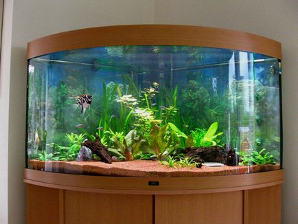 Aranjament de selecție de fotografii și decorațiuni video acvariu, pește de acvariu