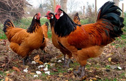 Áttekintés fajta csirkék Vorwerk jellegzetessége a tartalom és képek