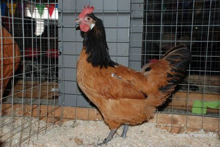 Áttekintés fajta csirkék Vorwerk jellegzetessége a tartalom és képek