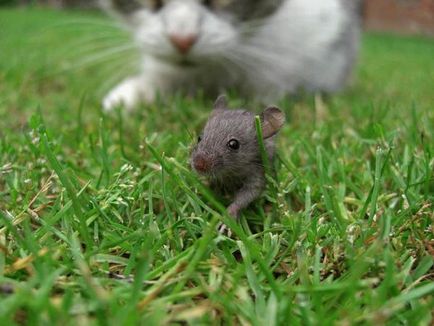Gena mouse-ului recunoaște mirosul urinei de pisică, toate inteligente