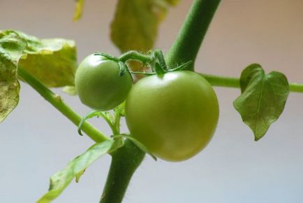 O grădină într-o grădiniță - un copil într-o grădiniță