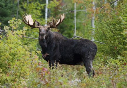 Animale sălbatice periculoase pentru oameni